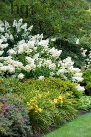 Harpur Garden Images Ltd Mwis1074 A Shadey Border Under Trees With Azaleas And Hemerocallis And Large F Garden Shrubs Azaleas Landscaping Shrubs For Borders