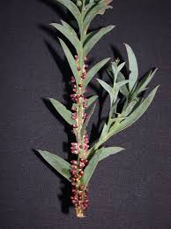 Image result for Apodanthaceae