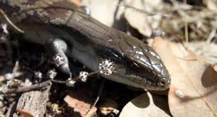 A garden can be a lizard's private rainforest, and small numbers of the reptiles are even beneficial. Lizards In Your Garden Sustainable Gardening Australia