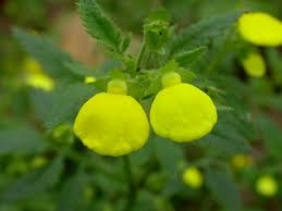 Image result for Calceolariaceae