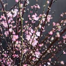 Cherry Blossoms Everywhere 15 A Bunch Flower Market Cherry Blossom Blossom