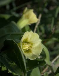 Image result for Physalis viscosa