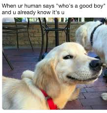 4mo · king_drumpf · r/shitpostcrusaders. 28 Funniest Dog Memes Best Viral Dog Jokes And Pictures