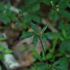 Image result for Sanicula