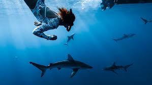 Swimming with Sharks Hawaii: A Complete First-Timer's Guide to Shark Diving  — Deep Blue Eco Tours