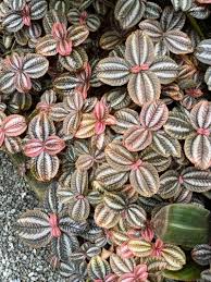 Image result for Pilea johnstonii