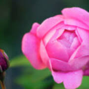 Image result for Rosa sp.