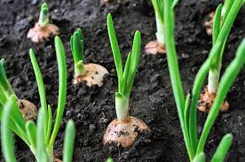 Knowing how to grow onions will make it easy to add these wonderful vegetable to your garden. How Far Apart Should Onion Sets Be Planted