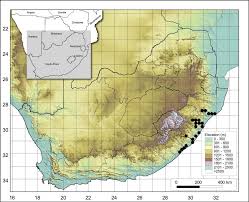 Image result for Casearia battiscombei