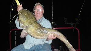 Flathead catfish are typically pale yellow (hence the name yellow cat) to light brown on the back and sides, and highly mottled with black and/or brown. Flathead Catfish Fishing For Monsters In The Susquehanna River