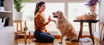 The Best Flea Carpet Powders Sprays Review In 2021 Pet Side
