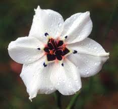 Image result for Moraea niassensis