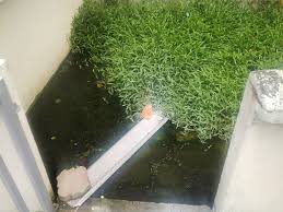 Gambar alga pada air parit. Bayu Villa Apartment Klang Takungan Air Dan Bahaya Pembiakan Nyamuk Aedes Kerja Pembersihan Dijalankan