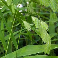 Image result for Chasmanthium latifolium