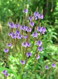 Image result for foto verbena