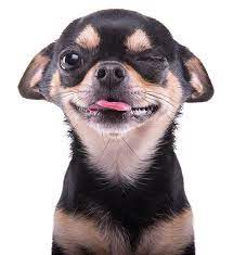 Perros Chihuahua Caracteristicas Tipos Cuidados Y Mas