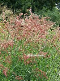 Image result for Melinis repens