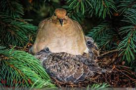 In märchen und fabeln wird ihre anmut und ihr friedlicher charakter beschrieben. Wann Und Wie Lange Bruten Tauben Infos Zur Brutzeit Gartendialog De
