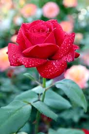 Maybe you would like to learn more about one of these? Pin By Feliciana On 1 A File General Beautiful Rose Flowers Love Flowers Beautiful Flowers Wallpapers
