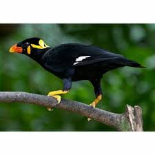 Jual Burung Beo muda hutan - Jakarta Timur - Tosix94bird Specialist |  Tokopedia