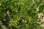 Image result for Searsia pyroides