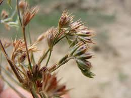 Image result for Juncaceae