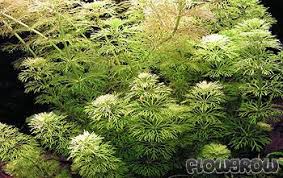 Image result for Limnophila crassifolia