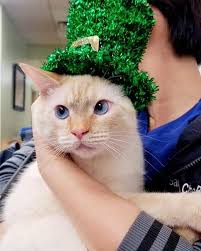 ♥ Beautiful Animal Stories ♥ (@beautifulanimalstories) • Instagram photos  and videos