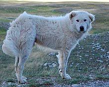 This breed is forgiving with children and gets along well with other dogs and pets. Maremmano Abruzzese Sheepdog Wikipedia