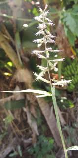 Image result for Dinebra retroflexa