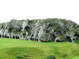 Label focused on dubtechno and all possible variants like deeptechno, ambient and experimental music. Extreme Antarctic Winds Shape Trees Into Beautiful Forms On Slope Point New Zealand Bored Panda