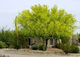 Maybe you would like to learn more about one of these? Learn About The Desert S Iconic Tree The Palo Verde