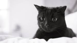 Ruyada Kedi Pisligi Gormek Ruya Meali