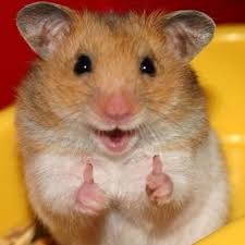 15 Animals Filled With Happiness To Brighten Your Day Cute Hamsters Funny Hamsters Baby Animals Super Cute