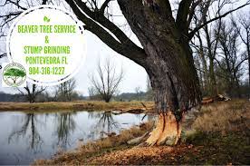 Beaver Tree Service And Stump Grinding Local Family Owned And Operated Lic Ins Com Res Call Devin 904 316 1227 Randy 90 Tree Tree Pruning Tree Service