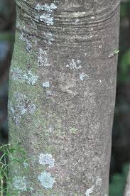 Image result for Pappea capensis