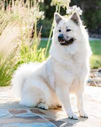 Advertise, sell, buy and rehome eurasier dogs and puppies with pets4homes. Braxena Eurasiers