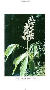 Image result for Helixanthera garciana