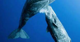 授乳するクジラ～水中写真コンテスト2021(2)｜ノリノリ