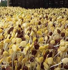 Maybe you would like to learn more about one of these? Sayuran Ale Posts Facebook