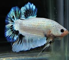 Live Blue Marble Giant Halfmoon Plakat Male Betta Fish Betta Fish Ideas Of Betta Fish Bettafish Live Blue Marble Giant Halfmoon In 2020 Betta Betta Fish Fish