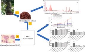 Image result for Bridelia atroviridis