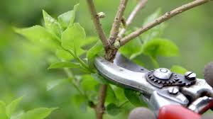 Late winter is the best time to remove unwanted lower branches on evergreen trees. Professional Pruning