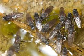 Image result for Phylohydrax