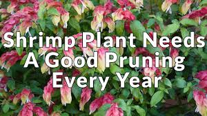 Golden shrimp plant is suitable for. Shrimp Plant Needs A Good Pruning Every Year Youtube