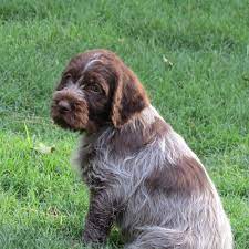 Ontario german wirehaired pointer breeders & kennels | ontario german wirehaired pointers for sale. Pin On Baby Jase S Breed