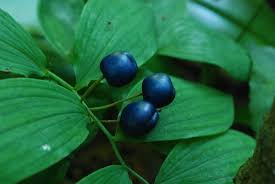 Check spelling or type a new query. How To Grow And Use Solomon S Seal Dengarden