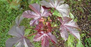 Check spelling or type a new query. Ciri Ciri Pohon Jarak Merah Jatropha Gossypifolia Di Alam Liar Ciriciripohon Com