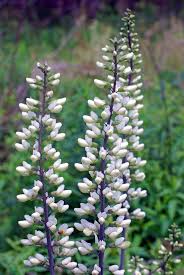 Image result for Indigofera fulvopilosa