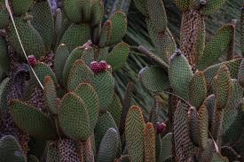 Santa rita, santa rita prickly pear, violet prickly pear. Prickly Pear Cactus Plants Free Stock Photo Public Domain Pictures